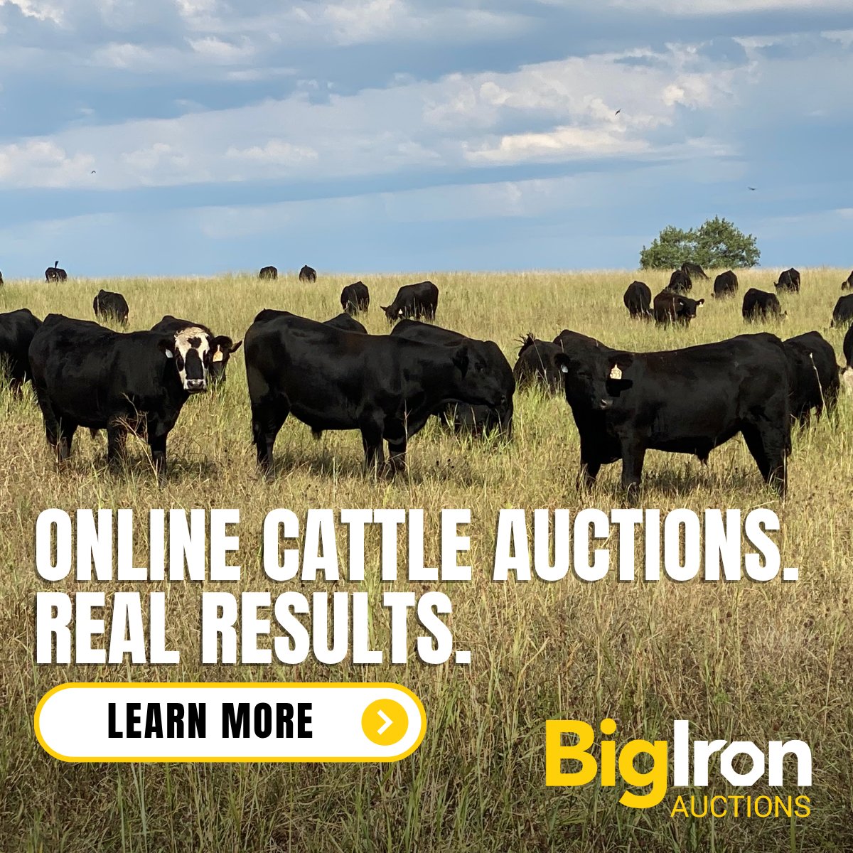With BigIron, your cattle stay home, buyers get transparency, and you get better bids. 🐂📈

Nebraska rancher Travis Reich says it best:
 "You know exactly how the cattle are handled."

📖 Read the full blog to see why more producers are making the switch: blog.bigiron.com/online-livesto…