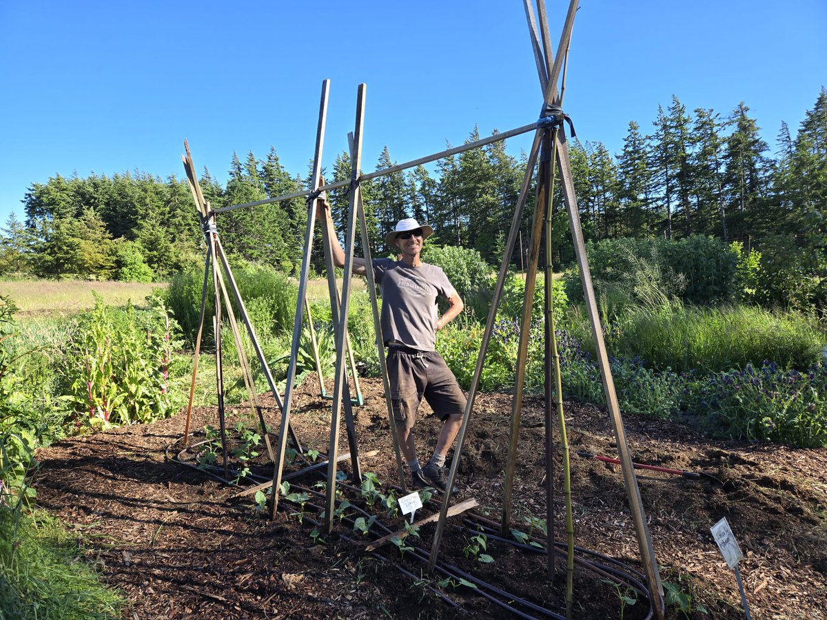 Mini planting of Christmas Lima beans for seed genetics. 
<a href="/MetchosinF/">MetchosinFarm</a> 
#seeds
#farming