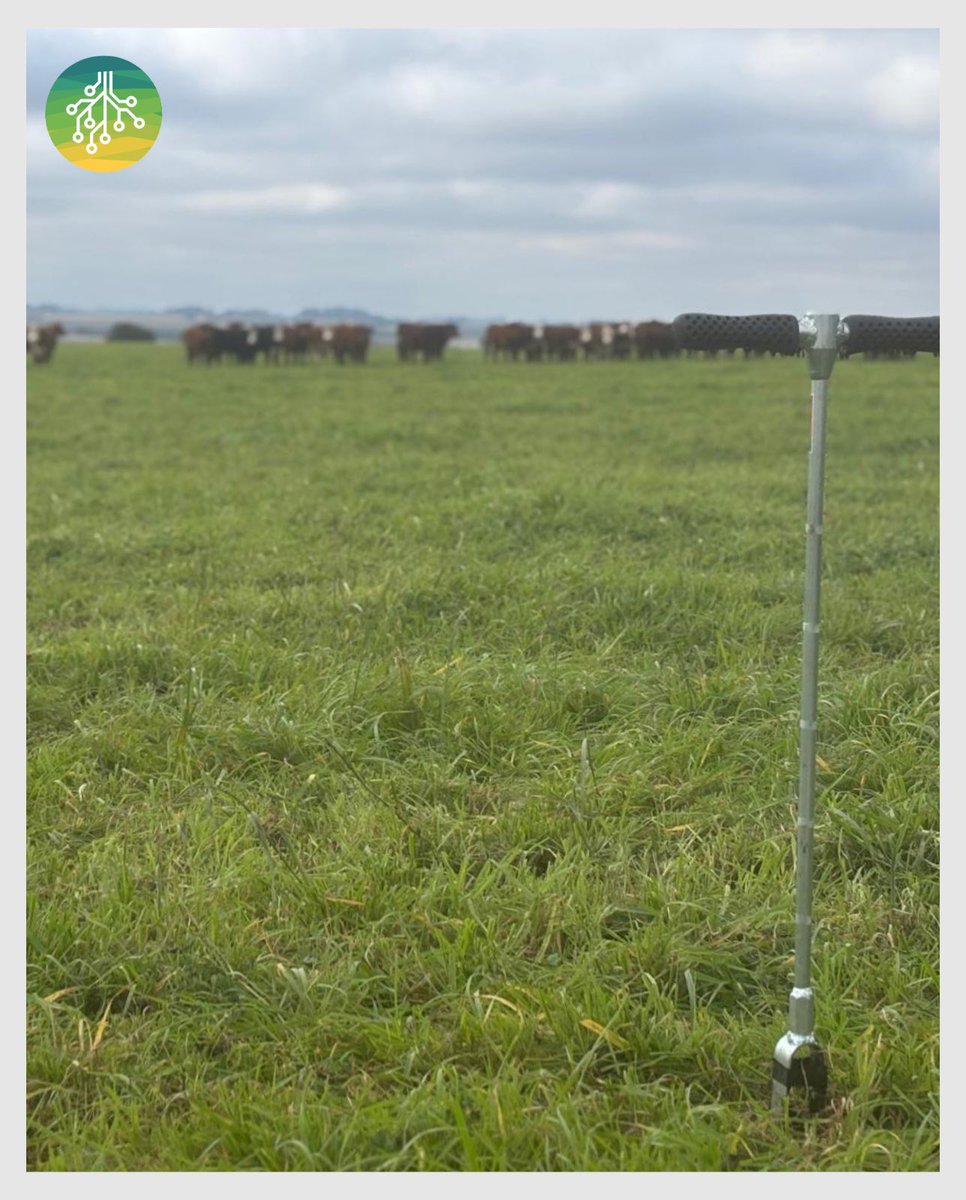 soseibioag's tweet photo. 🍂 ¡𝗠𝘂𝗲𝘀𝘁𝗿𝗲𝗼𝘀 𝗱𝗲 𝗼𝘁𝗼𝗻̃𝗼 𝗲𝗻 𝗺𝗮𝗿𝗰𝗵𝗮ⵑ

Seguimos evaluando la fertilidad biológica de cada chacra para tomar decisiones más precisas sobre las próximas rotaciones. 🔬🌱
La información es clave para producir mejor, cuidando cada ambiente.

#MuestreoDeSuelos https://t.co/puaXXk9bFR