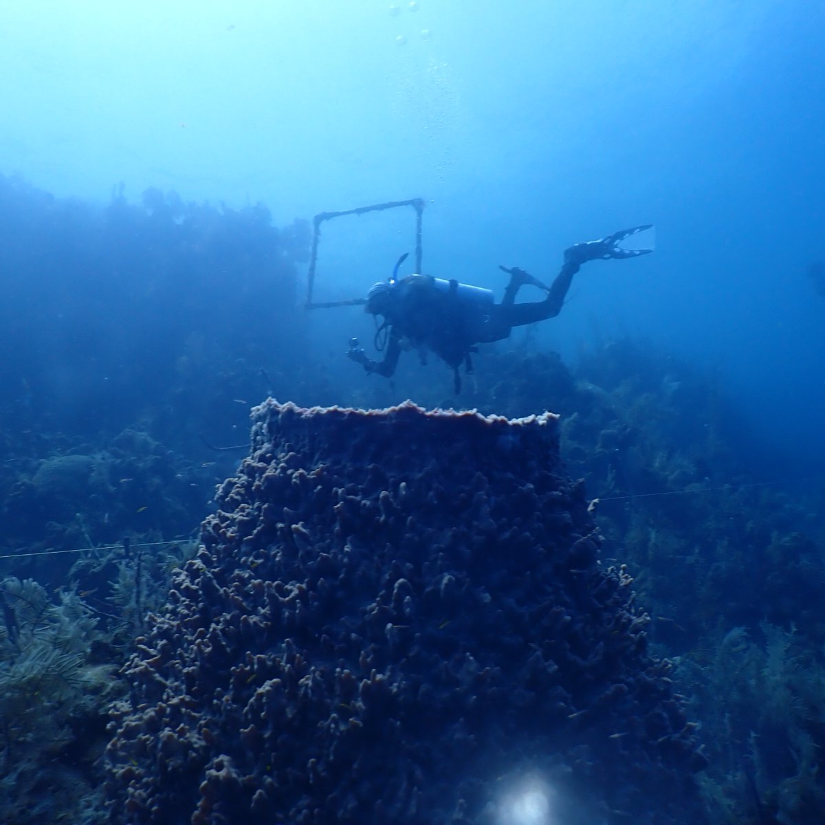 disealab's tweet photo. A super cool experience for several Dauphin Island Sea Lab summer students in the Coral Reef Ecology class taught by Dr. Benjamin Titus, @UofAlabama/DISL. The students completed their classroom work and then packed up for a two-week field experience in Honduras.
#DISLexperience https://t.co/Oe8vIBSjVz