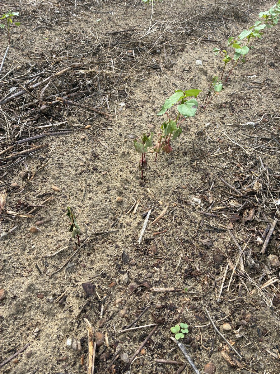 calecloud92's tweet photo. Rhizoctonia showing up in young cotton plants https://t.co/n70ecZWIPg