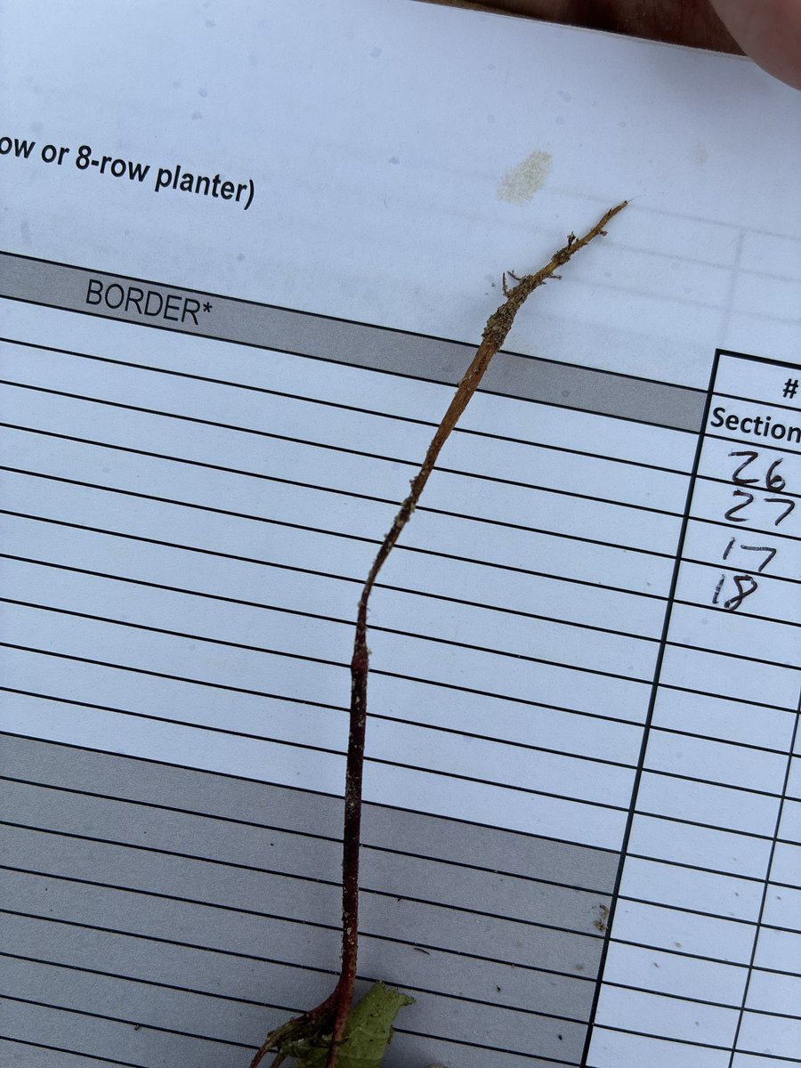 calecloud92's tweet photo. Rhizoctonia showing up in young cotton plants https://t.co/n70ecZWIPg