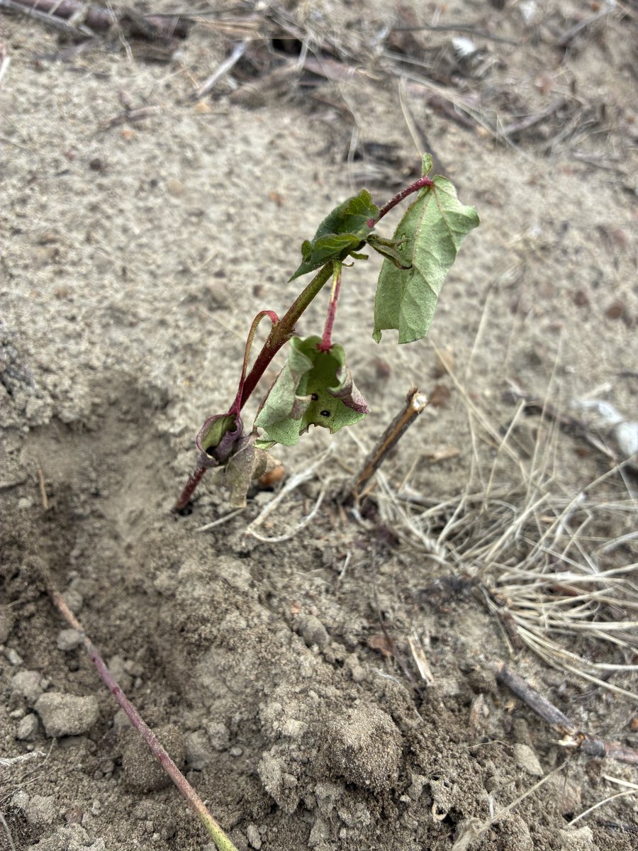 calecloud92's tweet photo. Rhizoctonia showing up in young cotton plants https://t.co/n70ecZWIPg