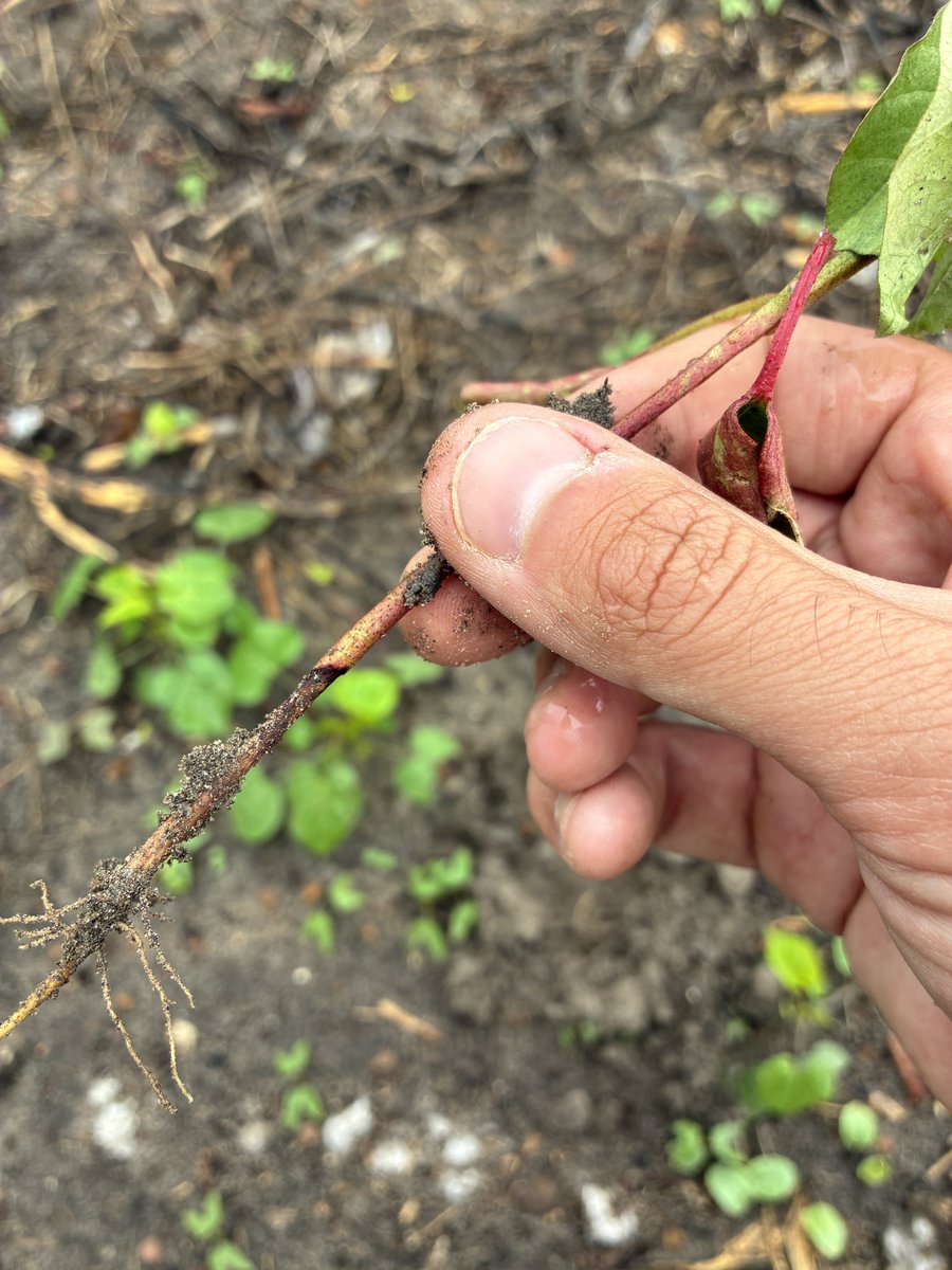 calecloud92's tweet photo. Rhizoctonia showing up in young cotton plants https://t.co/n70ecZWIPg
