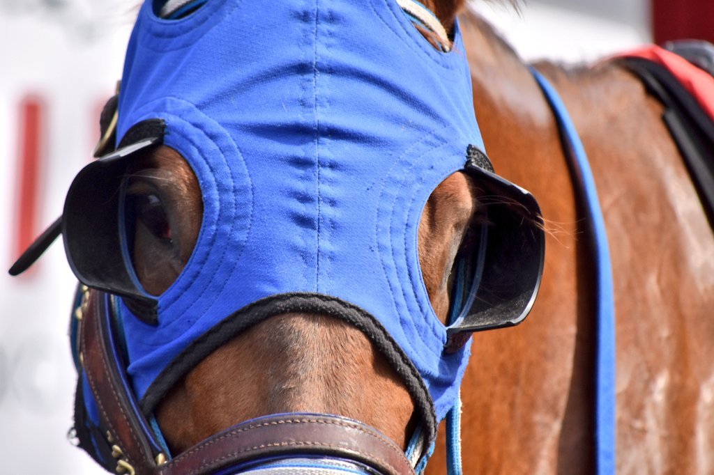 Hastings Racing Club tweet media