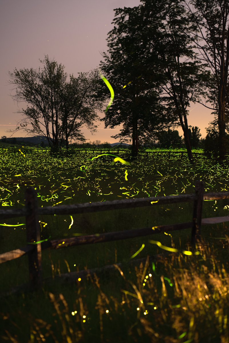 last nights firefly haul under hazy wildfire skies