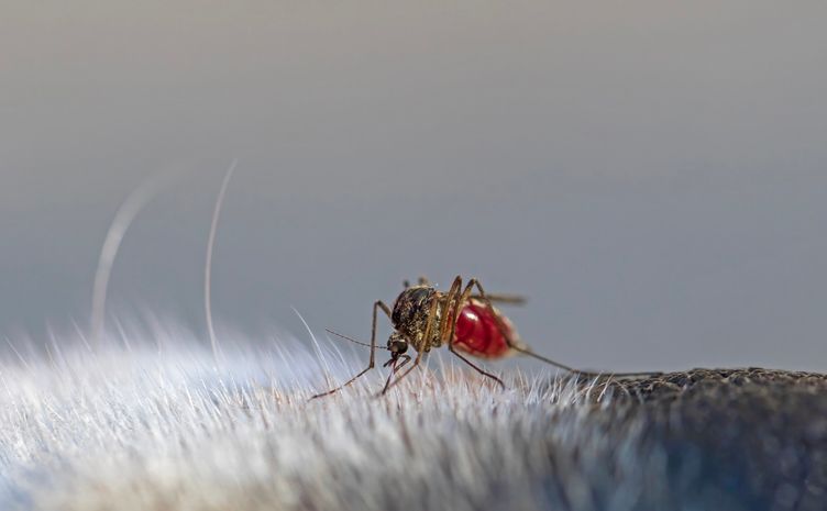 Looking for a one-stop overview of heartworm disease? Check out this article by NCSU veterinary parasitologist--and AHS board member--Dr. Andy Moorhead. bit.ly/4mKDWYM