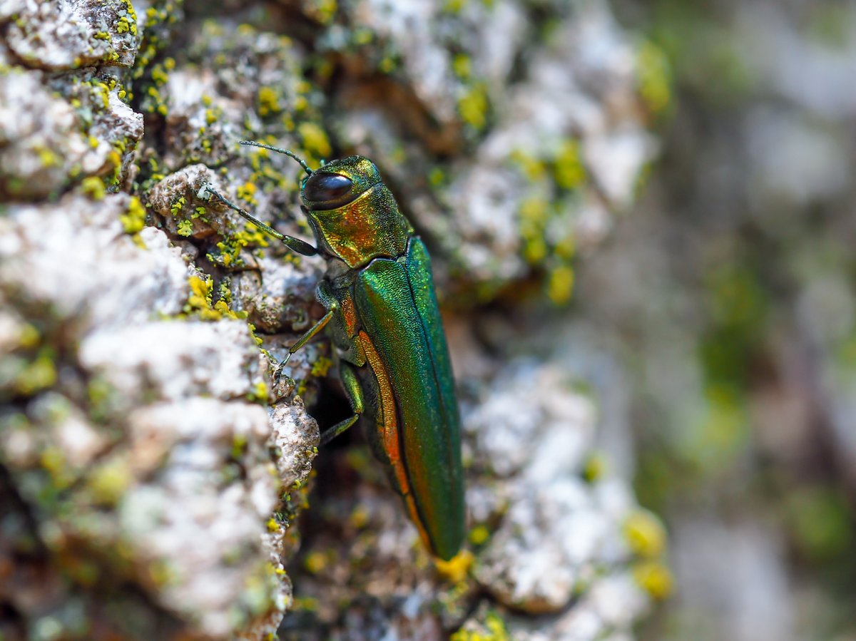 To protect vulnerable ash trees from Emerald Ash Borer, select City-owned trees across Toronto will be injected with TreeAzin, a systemic insecticide made from Neem tree seed extracts that is injected directly into the base of trees.

More Information:
toronto.ca/EAB