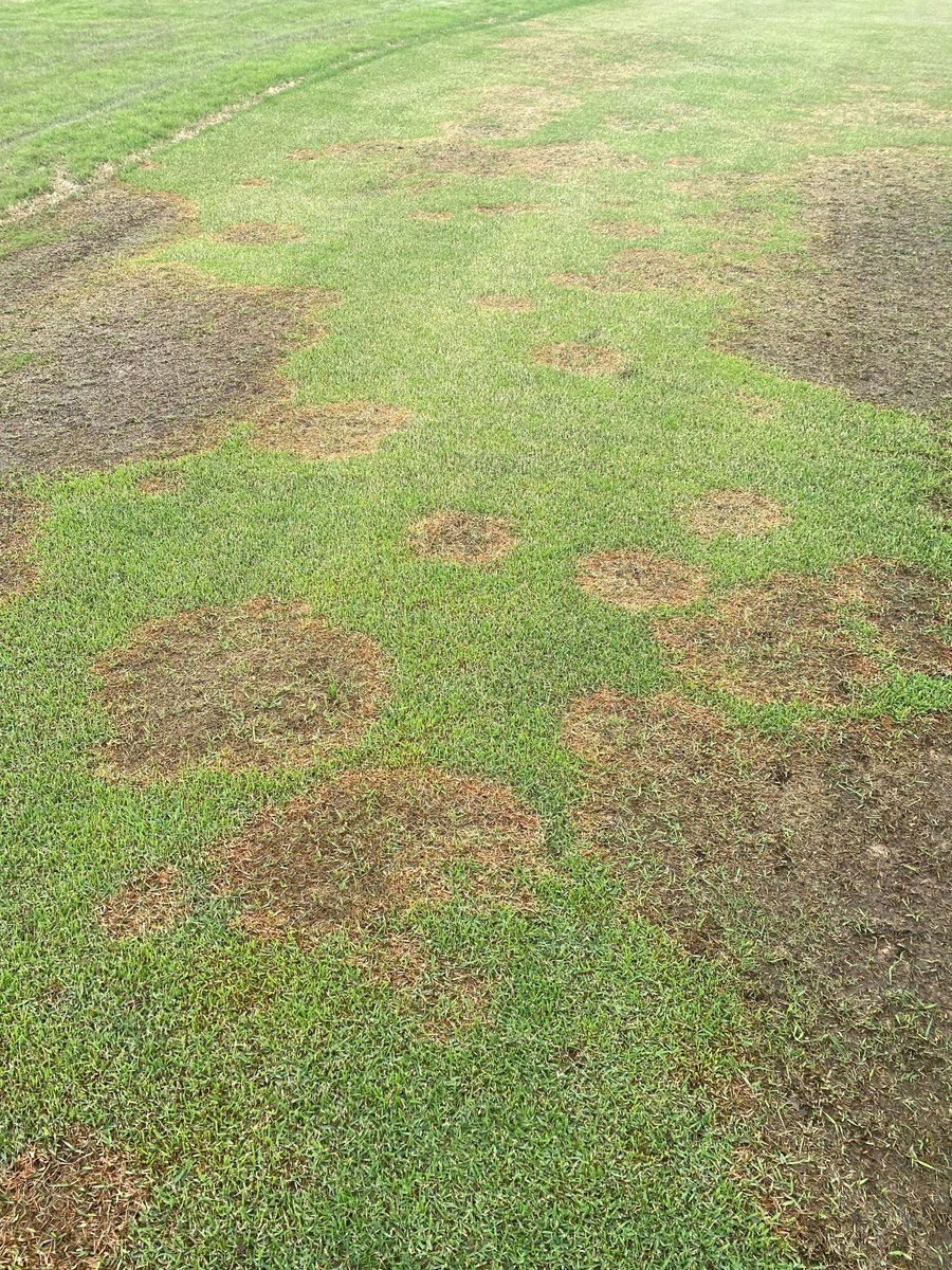 Arkansas Agricultural Experiment Station (@arkagresearch) on Twitter photo With spring rains, warm-season turfgrasses are at risk of the devastating disease large patch, but a new article could help homeowners & turf professionals alike with the problem: aaes.uada.edu/news/large-pat… <a href="/HutchensWendell/">Wendell Hutchens</a> <a href="/samTURFkreinbrg/">Samuel T. Kreinberg</a> <a href="/GCSAA/">GCSAA</a> <a href="/ArkansasTurf/">Mike Richardson</a> <a href="/SpurlockLab/">Terry Spurlock</a> With spring rains, warm-season turfgrasses are at risk of the devastating disease large patch, but a new article could help homeowners & turf professionals alike with the problem: aaes.uada.edu/news/large-pat… <a href="/HutchensWendell/">Wendell Hutchens</a> <a href="/samTURFkreinbrg/">Samuel T. Kreinberg</a> <a href="/GCSAA/">GCSAA</a> <a href="/ArkansasTurf/">Mike Richardson</a> <a href="/SpurlockLab/">Terry Spurlock</a>