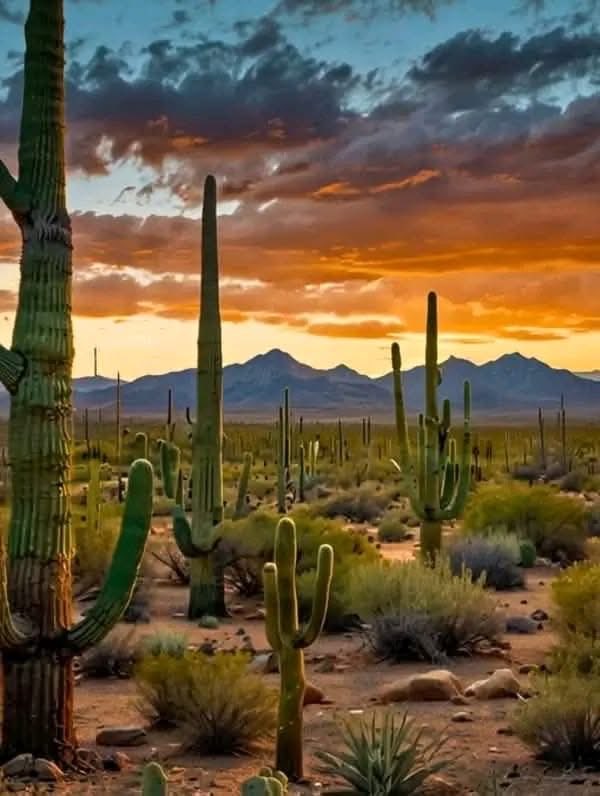 Tom Thompson tweet media