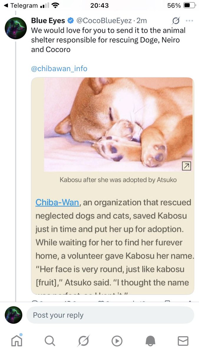 MickeyBlueEyez's tweet photo. @fexir1 $Cocoro 🤝 #Chibawan
@CocoroBlackShib @chibawan_info https://t.co/AZEiUrVc4M