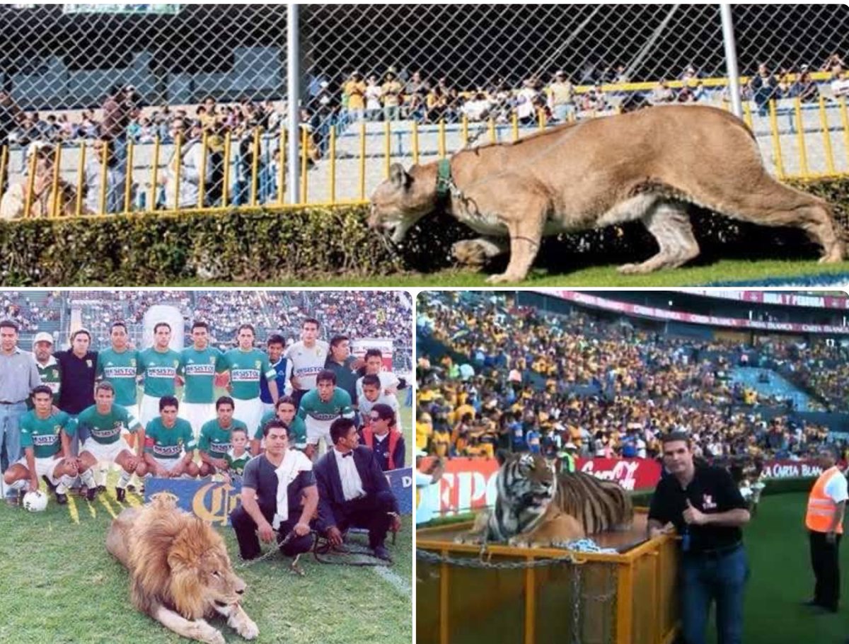 Momentos Sublimes de Pumas (@mexicoud) on Twitter photo 