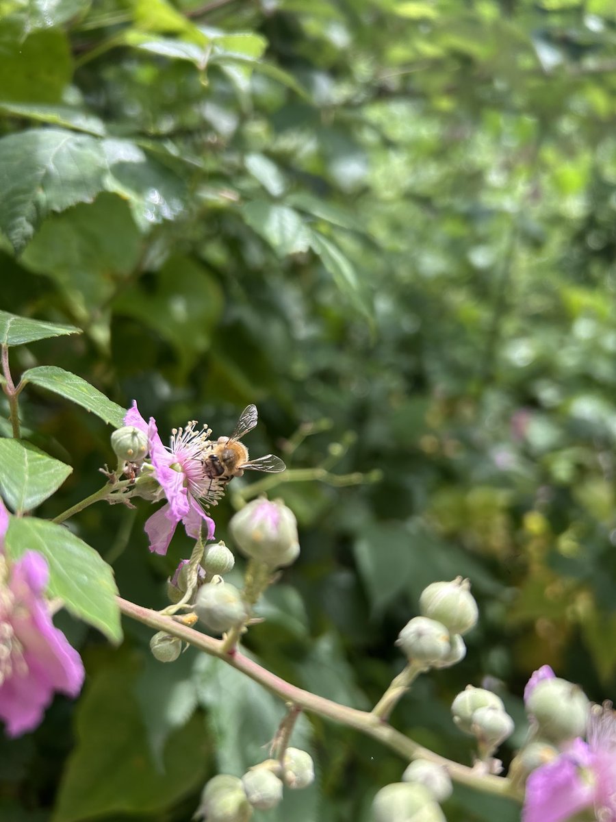 Virginie Debuisson tweet media