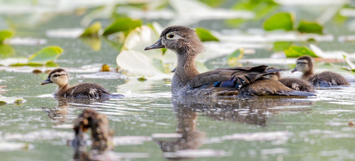 Mama Wood Duck with a couple of her ducklings. She had about a dozen total with her that were swimming around in the lily pads.