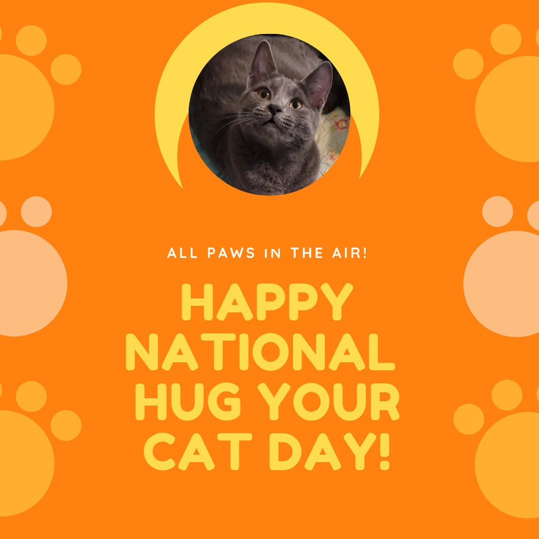 zazuos's tweet photo. Let's see your kitty pictures ❤️🐈‍⬛
#NationalHugYourCatDay https://t.co/GPacjtt6pa