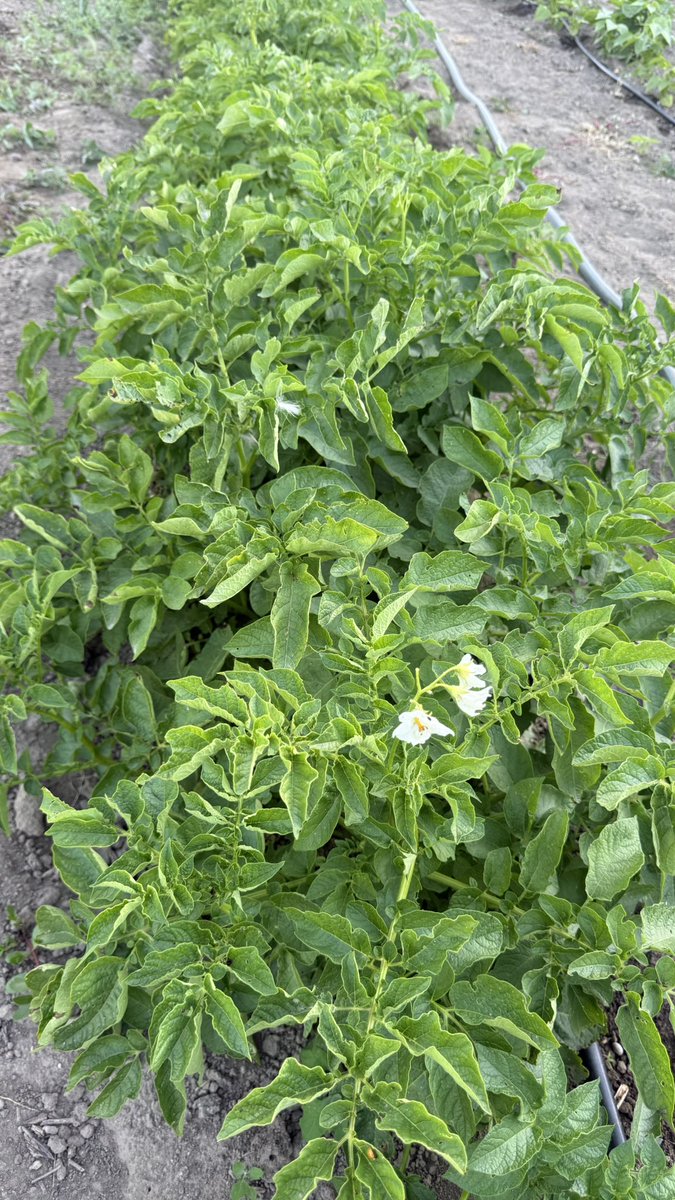 Patates böceklerinde de iş yok bu sene. 

Sıfır gübre sıfır ilaç ile geliyoruz bakalım. 

Fındık kadar çıkıyorlarmış bir de. 🥔🥔🥔