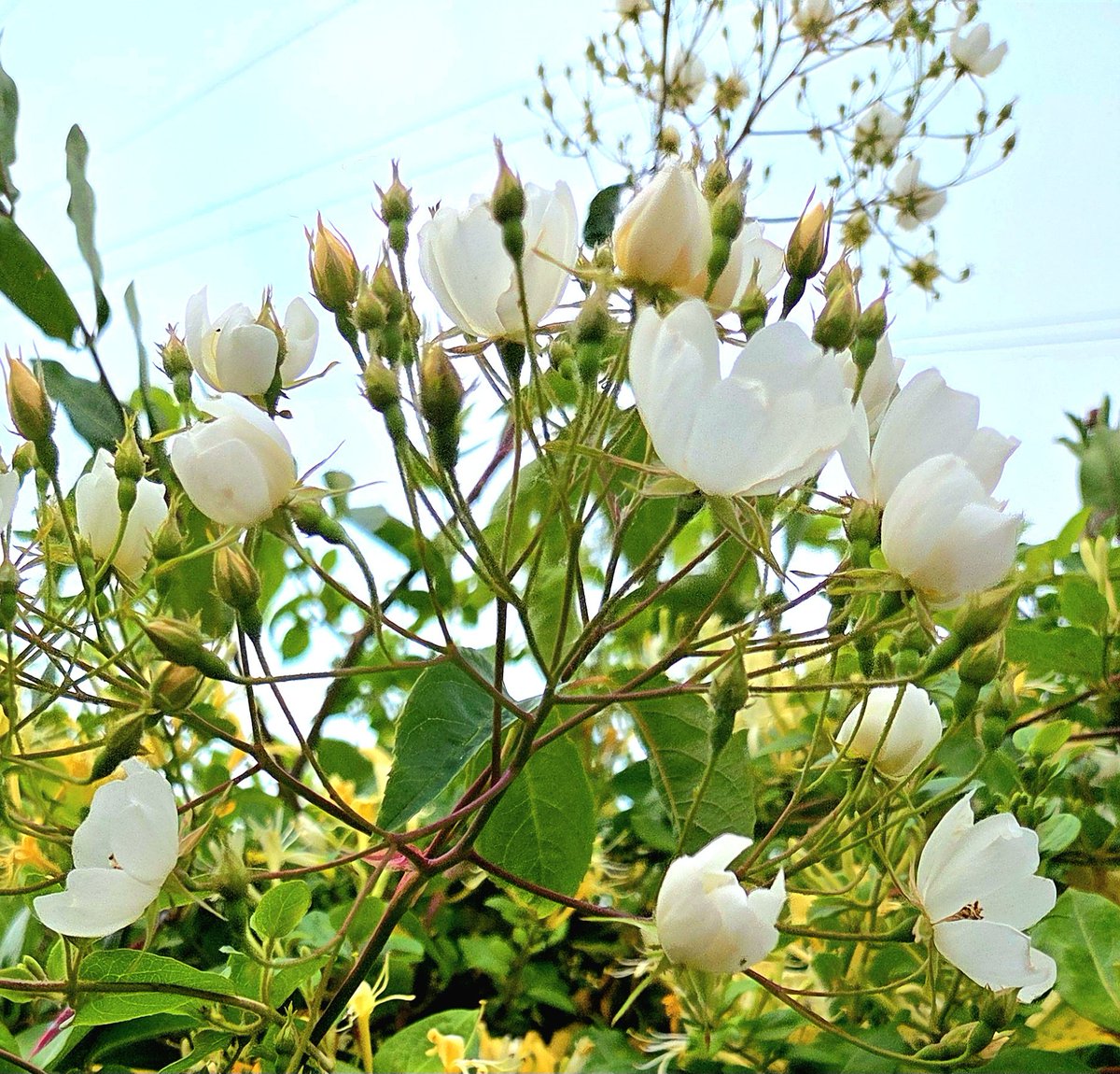 Chelleb66's tweet photo. The Honeysuckle in my garden is settling into full bloom, and smells amazing 🏵🌿❤️ I just think the Ivy leafed toadflax is so tiny, fragile and pretty 😍 #Honeysuckle #toadflax #flowers #blossoms #garden #mygarden #beautiful #nature #naturelovers https://t.co/1X680GEgc3