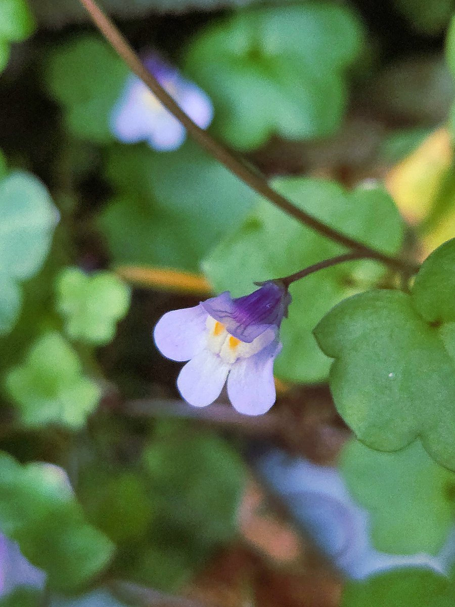 Chelleb66's tweet photo. The Honeysuckle in my garden is settling into full bloom, and smells amazing 🏵🌿❤️ I just think the Ivy leafed toadflax is so tiny, fragile and pretty 😍 #Honeysuckle #toadflax #flowers #blossoms #garden #mygarden #beautiful #nature #naturelovers https://t.co/1X680GEgc3
