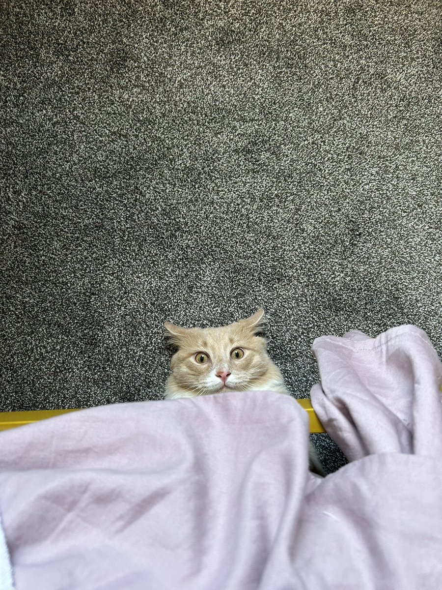 ShrimpTeddy's tweet image. ÒwÓ