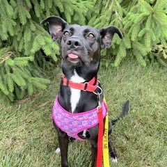 OPH_Rescue's tweet image. Adoption Fee Covered + Free Training! 

Rebekah is a 4-year-old, 55 lb sweetheart who is looking for her forever home. Her most iconic features? Her bat ears and her absolute love for humans and kiddos!

Learn more at:
new.shelterluv.com/embed/animal/O…