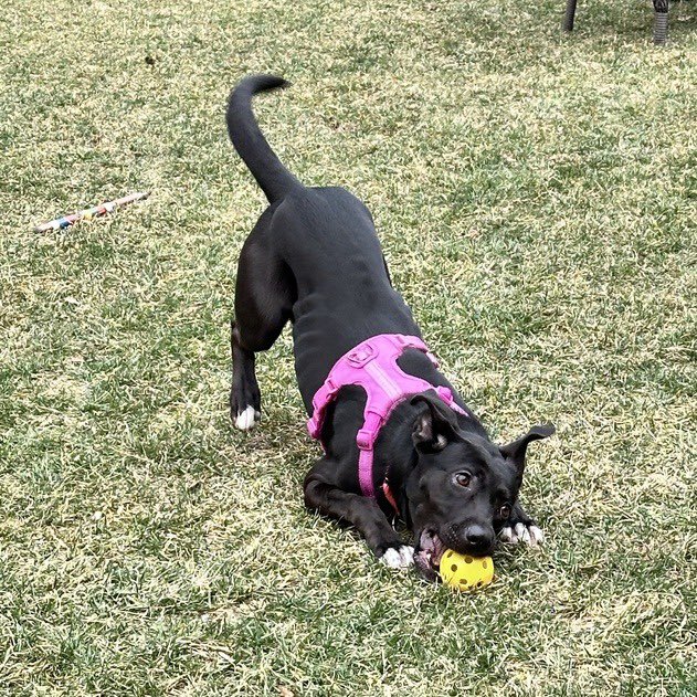 OPH_Rescue's tweet image. Adoption Fee Covered + Free Training! 

Rebekah is a 4-year-old, 55 lb sweetheart who is looking for her forever home. Her most iconic features? Her bat ears and her absolute love for humans and kiddos!

Learn more at:
new.shelterluv.com/embed/animal/O…
