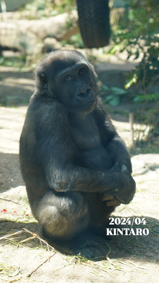 可愛いキンちゃんでおはようございます🌞