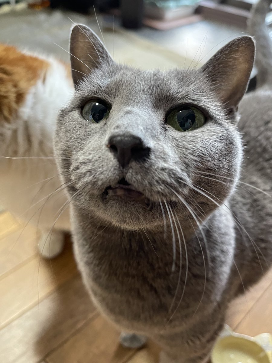 rinrin7481's tweet image. おはようございます😊😼😸
今朝は寝坊してしまった💦
ニャンズはとっくに起きてたようで…💦
女優がチュールの催促🙀
なんかいつも顔が怒ってるような…
他にやらなきゃならない事があるんだけど…先ずはチュール…その後はゴハンでやっと落ち着くニャンズ
本日も良き日になりますように‼️
宜しく🙇‍♀️🙇‍♀️