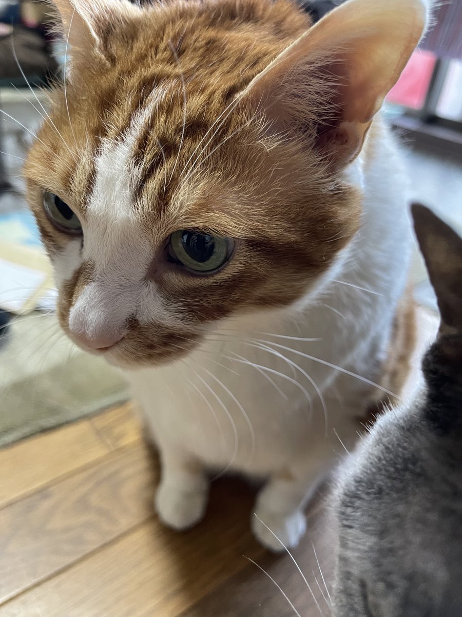 rinrin7481's tweet image. おはようございます😊😼😸
今朝は寝坊してしまった💦
ニャンズはとっくに起きてたようで…💦
女優がチュールの催促🙀
なんかいつも顔が怒ってるような…
他にやらなきゃならない事があるんだけど…先ずはチュール…その後はゴハンでやっと落ち着くニャンズ
本日も良き日になりますように‼️
宜しく🙇‍♀️🙇‍♀️