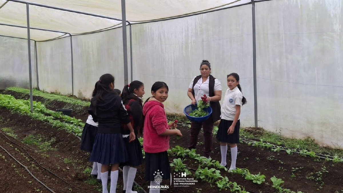 pronaders_hn's tweet image. 🌱 Sembrando futuro desde las aulas

#SAG_PRONADERS, con el apoyo de la #FAO, padres de familia y estudiantes del CEB Juan Lindo, en la aldea Monte Verde, San Francisco de Opalaca, participan en actividades de su huerto escolar, promoviendo el aprendizaje práctico. 👩‍🌾👨‍👩‍👧‍👦📚