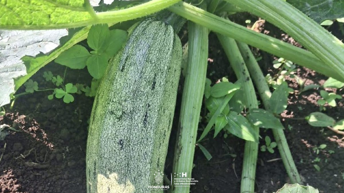 pronaders_hn's tweet image. 🌱 Sembrando futuro desde las aulas

#SAG_PRONADERS, con el apoyo de la #FAO, padres de familia y estudiantes del CEB Juan Lindo, en la aldea Monte Verde, San Francisco de Opalaca, participan en actividades de su huerto escolar, promoviendo el aprendizaje práctico. 👩‍🌾👨‍👩‍👧‍👦📚