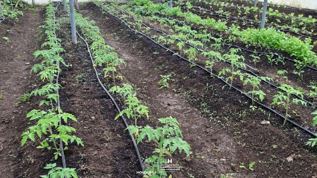 pronaders_hn's tweet image. 🌱 Sembrando futuro desde las aulas

#SAG_PRONADERS, con el apoyo de la #FAO, padres de familia y estudiantes del CEB Juan Lindo, en la aldea Monte Verde, San Francisco de Opalaca, participan en actividades de su huerto escolar, promoviendo el aprendizaje práctico. 👩‍🌾👨‍👩‍👧‍👦📚