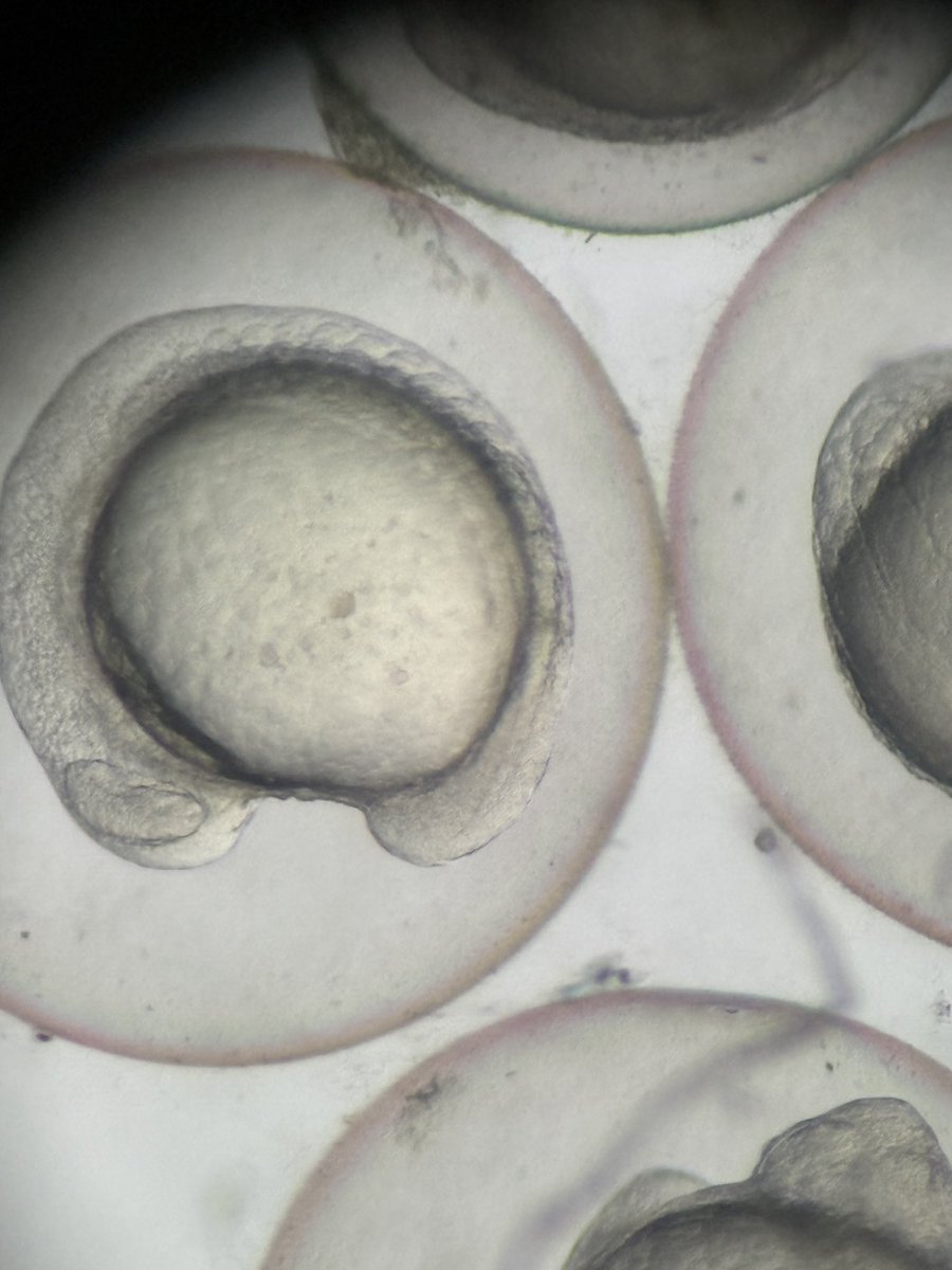 McKinney North aquatic science teacher Charles Morton is attending UTD’s Zebrafish Summer Institute. I can’t wait to see how he brings this learning back to his students! <a href="/McKinneyNorthHS/">McKinney North HS</a> #ThisIsNorth #McKinneyScience #curiouscreativeconnected <a href="/MortonMNHSdawgs/">Charles Morton</a>