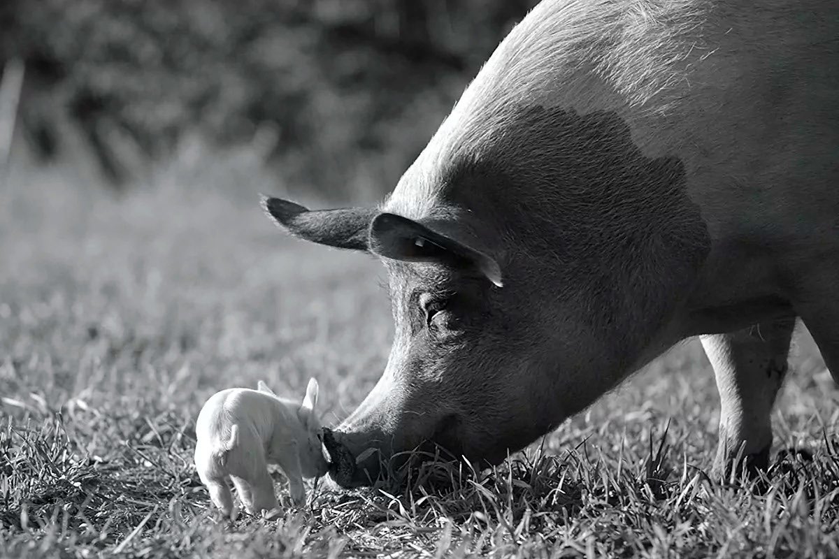 Para la #LOPDA, EXCLUSIVAMENTE los perros y gatos tienen una persona responsable de su protección y bienestar. Los demás animales NO. 🤷🏽‍♀️#ArchivaTuLOPDA #AcuerdoPorLosAnimales <a href="/camileonok/">Camila León</a> <a href="/DanielNoboaOk/">Daniel Noboa Azin</a> @NielsOlsenP @jarajeinlawyerM <a href="/Yadira_Bayas_/">Yadira Bayas</a> <a href="/pameaguirre1/">Pamela Aguirre</a> <a href="/SadeFritschiEc/">Sade Fritschi</a>