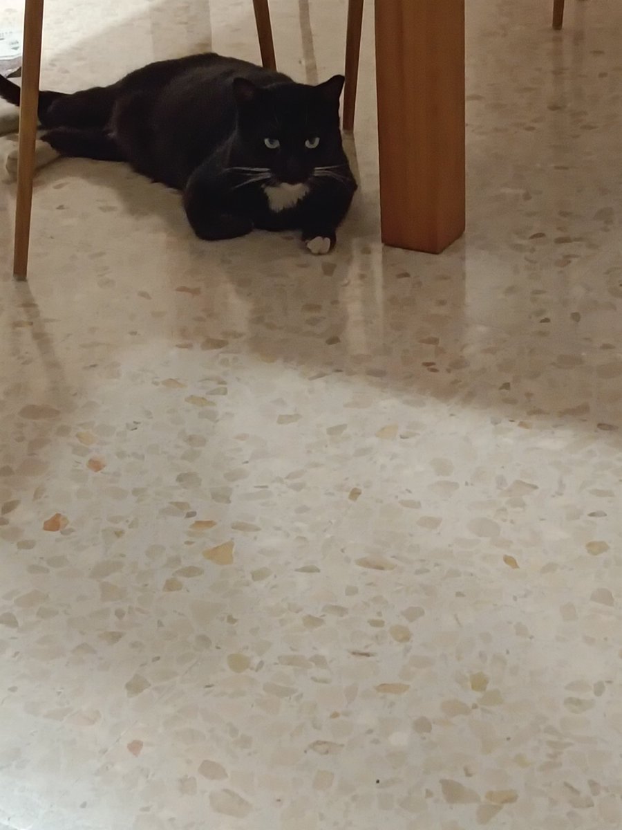 Nunca llegué a mencionarlo pero habemus gato, este precioso capullo de 2 añitos fue adoptado por mi fue amor a primera vista y me recordó a mí modelo de gato, además es alto cariñoso