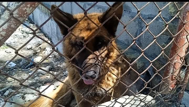 SilviaMylo's tweet photo. Al Ayuntamiento no le importa y tampoco al Seprona así que por favor que nadie me diga que llamen a la policía a la Guardia Civil o al Seprona. No son animalistas ‼️😡Cómo lo voy a decir? Son caducos, no están evolucionados, no quieren a los animales, protegen a los maltratadores igual que los jueces que impiden que la nueva ley se cumpla como está planteada, y es dura, mucho más que ninguna antes ‼️😡
Jerez, Cádiz
Hacedlo viral por favor 🙏
No lo quiere ceder pues que apechugue con las consecuencias de este brutal maltrato ‼️😡
Eres peor que una alimaña, no tienes la menor inteligencia ni empátia claro porque van unidas,eres profundamente una mala persona ‼️😡

Copio :
JETEZ DE LA FRONTERA
AVD BLAS INFANTE 22-26

AYUDA, YA NO SE QUE HACER !!! COMPARTAN !!

Pastor Alemán, Abandonado por su dueño en su propio terreno..!
Está herido, lo comen las moscas, cojea y está quedándose en los huesos, no lo da ni agua ni comida.

*SEPRONA, lo ve todo Fenomenal.  *Ayto de JEREZ, lo ve Fenomenal 

No podemos sacarlo porque el Maltratador del dueño no quiere cederlo

Como es funcionario del Ayuntamiento de Jerez, es intocable, nadie le dice nada y tiene más animales así en otros solares.

Ayuda !! que puedo hacer ? quien pueda que me asesore o le lleven comida 
Gracias 🙏🏻