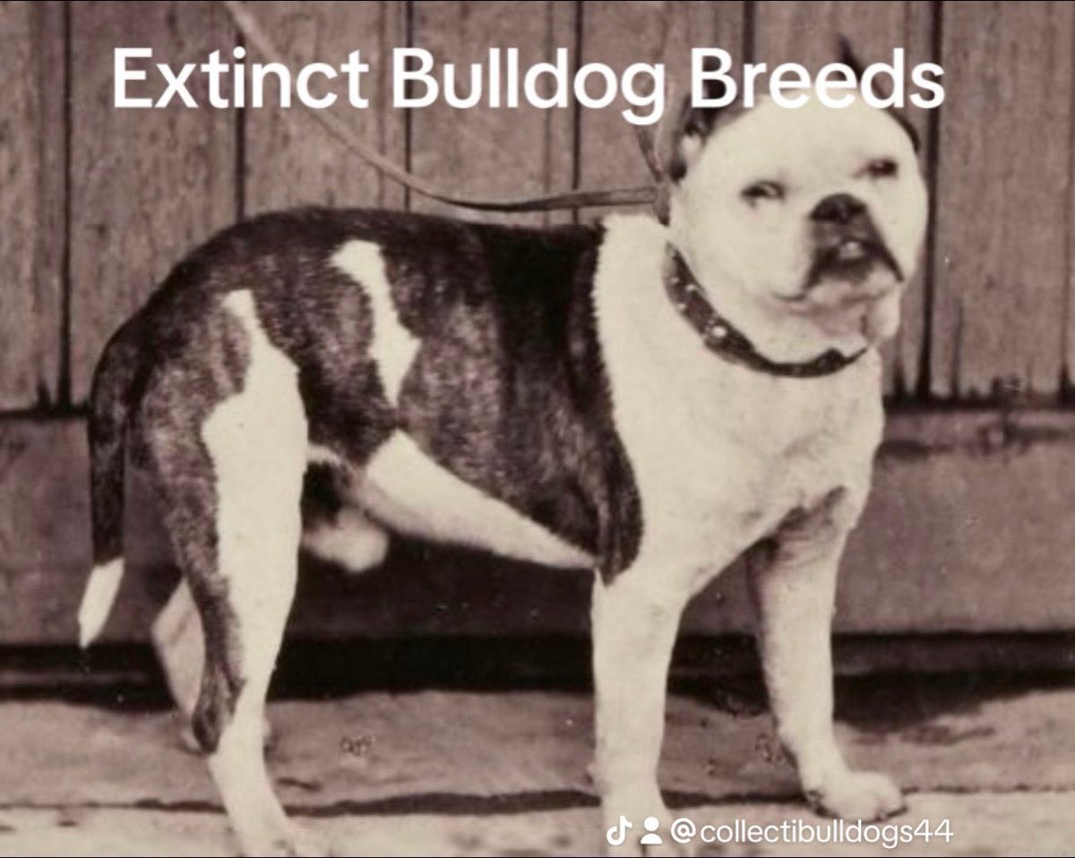 collectibulldog's tweet photo. Learn all about the journey of the English bulldog going back centuries you can learn about this history at https://t.co/k9yl5uB7q5 This website is #Varied when it comes to #EnglishBulldog historical value https://t.co/yScYMKR5QZ