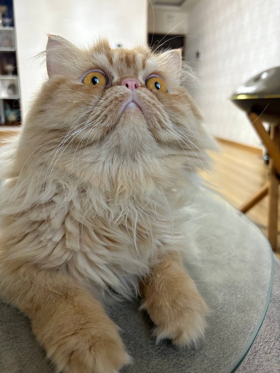 🌙 شب شده ولی تافی بیداره! 😼
اگه باهاشی، یه حمایتی بکن که دلش گرم شه ❤️
لایک = ۱rep
ری‌توییت = ۱rep
کامنت = ۱rep
هرکی حمایت کنه، جوابشو می‌دم با عشق ✌️
<a href="/ATTNtoken/">Attention 👁️</a> 
<a href="/GiveRep/">GiveRep</a>