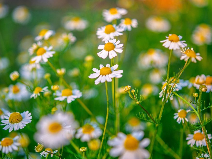 Stressed or overstuffed? 🌼 A warm cup of calming camomile tea at bedtime can help you unwind and sleep deeply. It also soothes the effects of overeating. For best results, use freshly opened flowers—nature’s gentle remedy at its finest. 🍵 #HerbalRemedies #Camomile #NaturalCalm