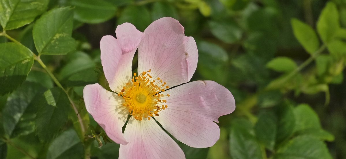 Louise Pennington FCCT (She/Her) (@pdlouisep) on Twitter photo 4th decompression walk of #30DaysWild in June. <a href="/lymden79/">Mr O. Williams</a> <a href="/MartynReah/">Martyn Reah</a> <a href="/Vividoutcomes/">Vidya Bellur</a> <a href="/SatwantBee/">Satwant Bee</a> <a href="/cfclina79/">𝙻𝚒𝚗𝚊 𝙷 🇸🇪 𝚡 𝙲𝙵𝙲</a> <a href="/DarrellWakelam/">Darrell Wakelam</a> <a href="/ed_objective/">Kathryn (ObjectiveEd)🎨🌊</a> <a href="/BreamGeorge/">George Bream</a> <a href="/joanne_jobutts/">Joanne Butterworth MCCT 💙</a> <a href="/NKaravedas/">Nick Karavedas</a> <a href="/RE_McGEE/">Nikki McGee</a> <a href="/KyrstieStubbs/">TheTattooedHeadteacher Deputy CEO 🏳️🌈✊🏾she/her</a> <a href="/ChristallaJ/">Christalla Jamil FCCT</a> 4th decompression walk of #30DaysWild in June. <a href="/lymden79/">Mr O. Williams</a> <a href="/MartynReah/">Martyn Reah</a> <a href="/Vividoutcomes/">Vidya Bellur</a> <a href="/SatwantBee/">Satwant Bee</a> <a href="/cfclina79/">𝙻𝚒𝚗𝚊 𝙷 🇸🇪 𝚡 𝙲𝙵𝙲</a> <a href="/DarrellWakelam/">Darrell Wakelam</a> <a href="/ed_objective/">Kathryn (ObjectiveEd)🎨🌊</a> <a href="/BreamGeorge/">George Bream</a> <a href="/joanne_jobutts/">Joanne Butterworth MCCT 💙</a> <a href="/NKaravedas/">Nick Karavedas</a> <a href="/RE_McGEE/">Nikki McGee</a> <a href="/KyrstieStubbs/">TheTattooedHeadteacher Deputy CEO 🏳️🌈✊🏾she/her</a> <a href="/ChristallaJ/">Christalla Jamil FCCT</a>