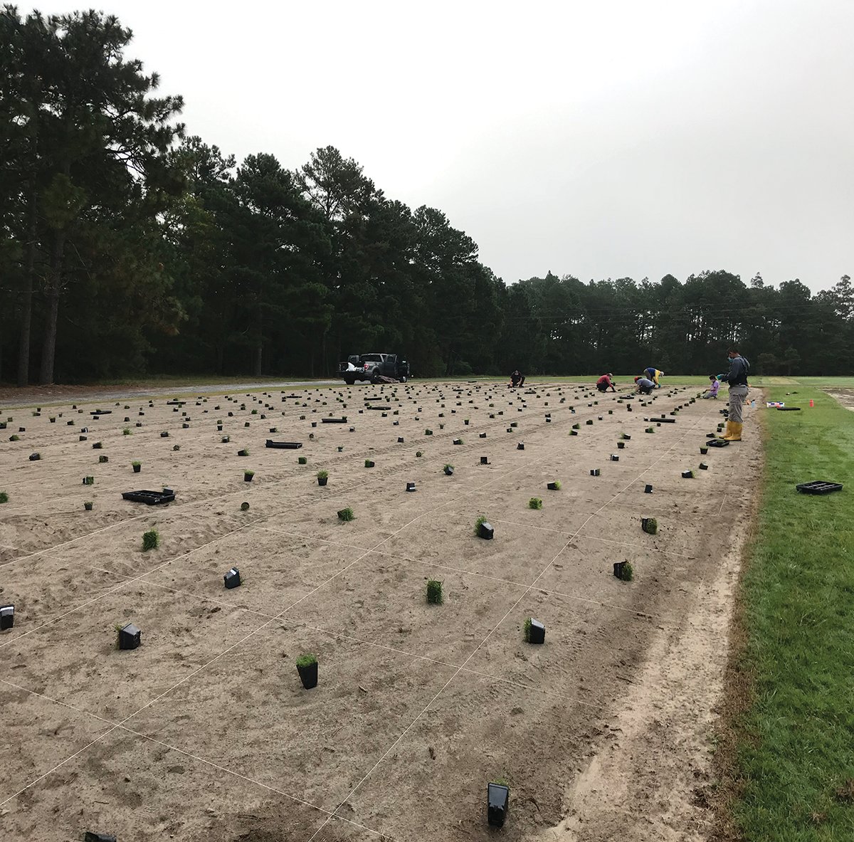 Planting of a zoysiagrass nursery that included hundreds of entries in Jackson Springs (NC). Learn how USDA investments in breeding resulted in drought-resistant lawns in Turfgrass Council of North Carolina magazine &gt; theturfzone.com/tcnc/?ascat=9&…