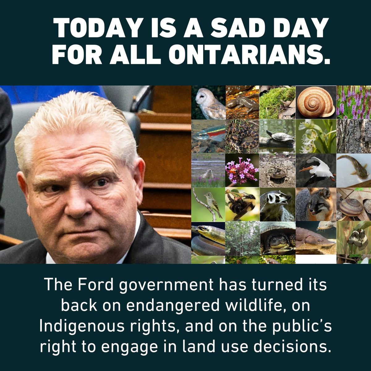 Today, we mourn. Tomorrow, we rise.

#Bill5 just passed in Ontario.
✅ The Endangered Species Act? Repealed.
✅ Environmental assessments? Gone.
✅ Indigenous consent? Ignored.
✅ Public input? Erased.

And <a href="/fordnation/">Doug Ford</a>? He didn’t even bother to show up for the vote.

#onpoli
