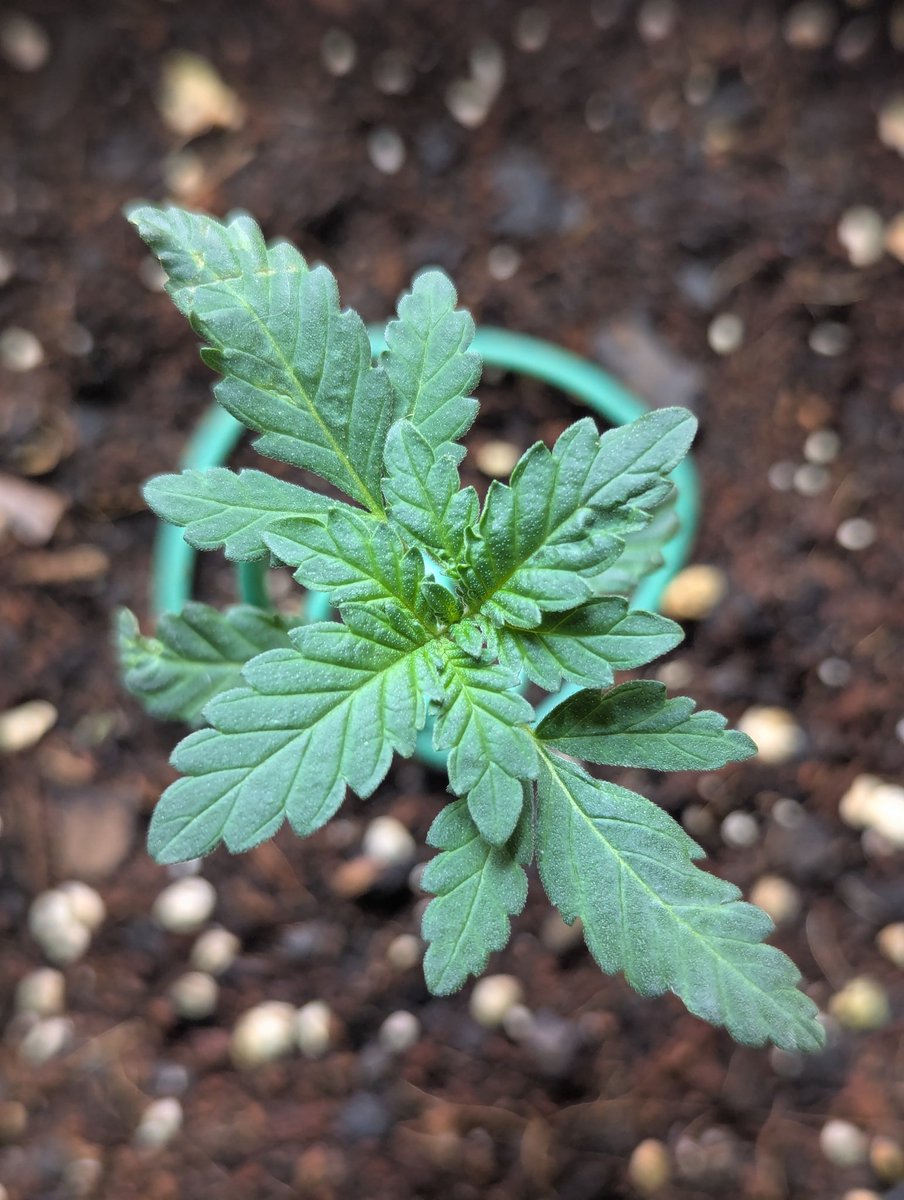 Will be trying for clones in about 2 weeks . . . . White widow