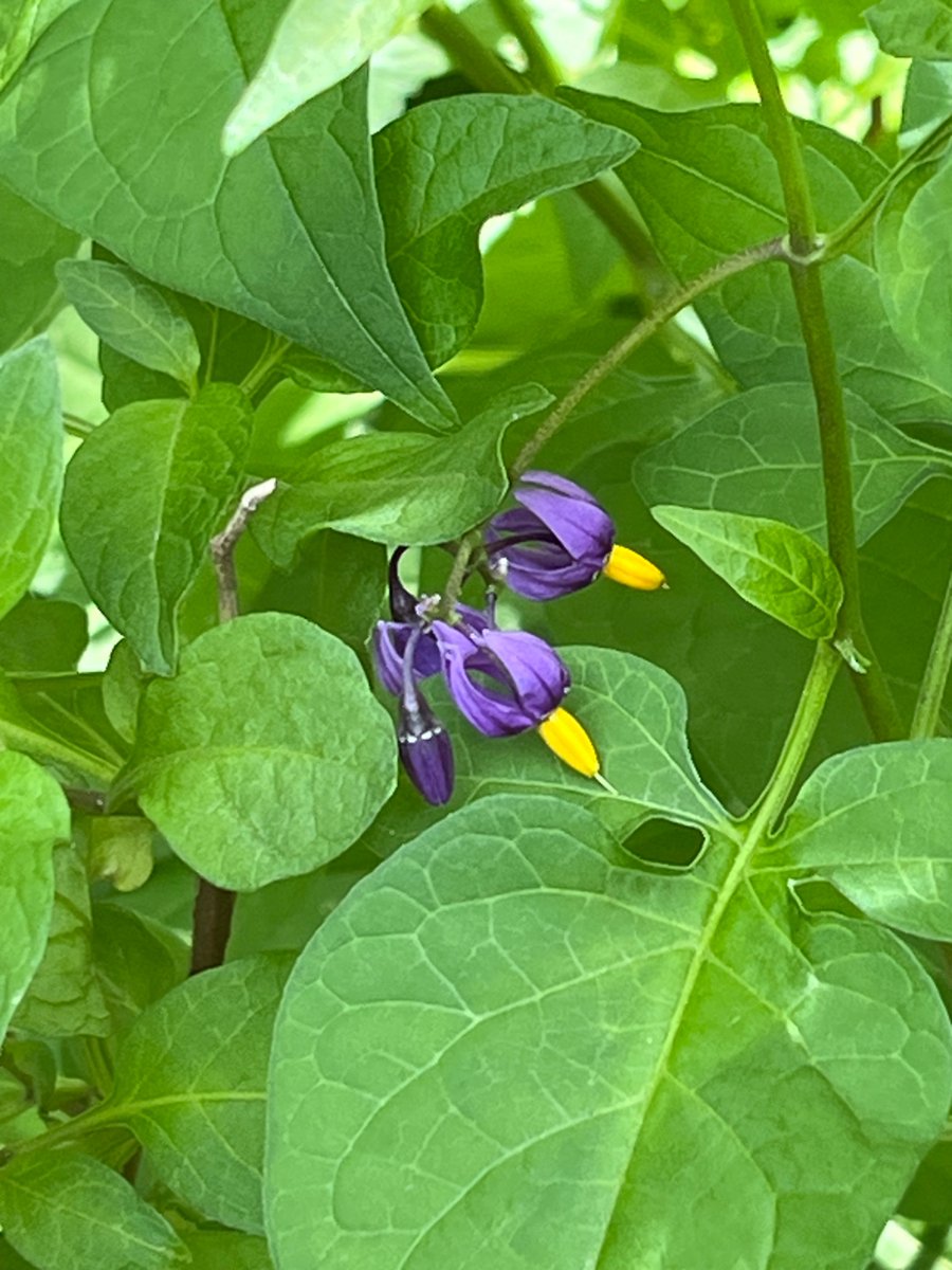 Beautiful. 

But Deadly. 

Brooklyn can be like that.