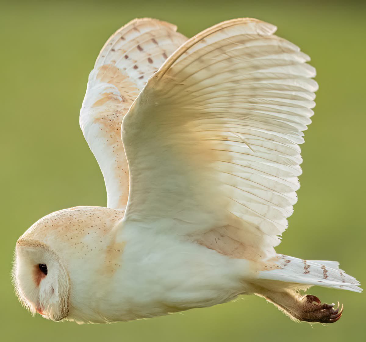 Benbbirder's tweet image. East Yorkshire today @Bempton_Cliffs @BridlingtonEast @A_ZofWonderment @nipsweetie @BBCLookNorth @yorkshirepost @RobertEFuller