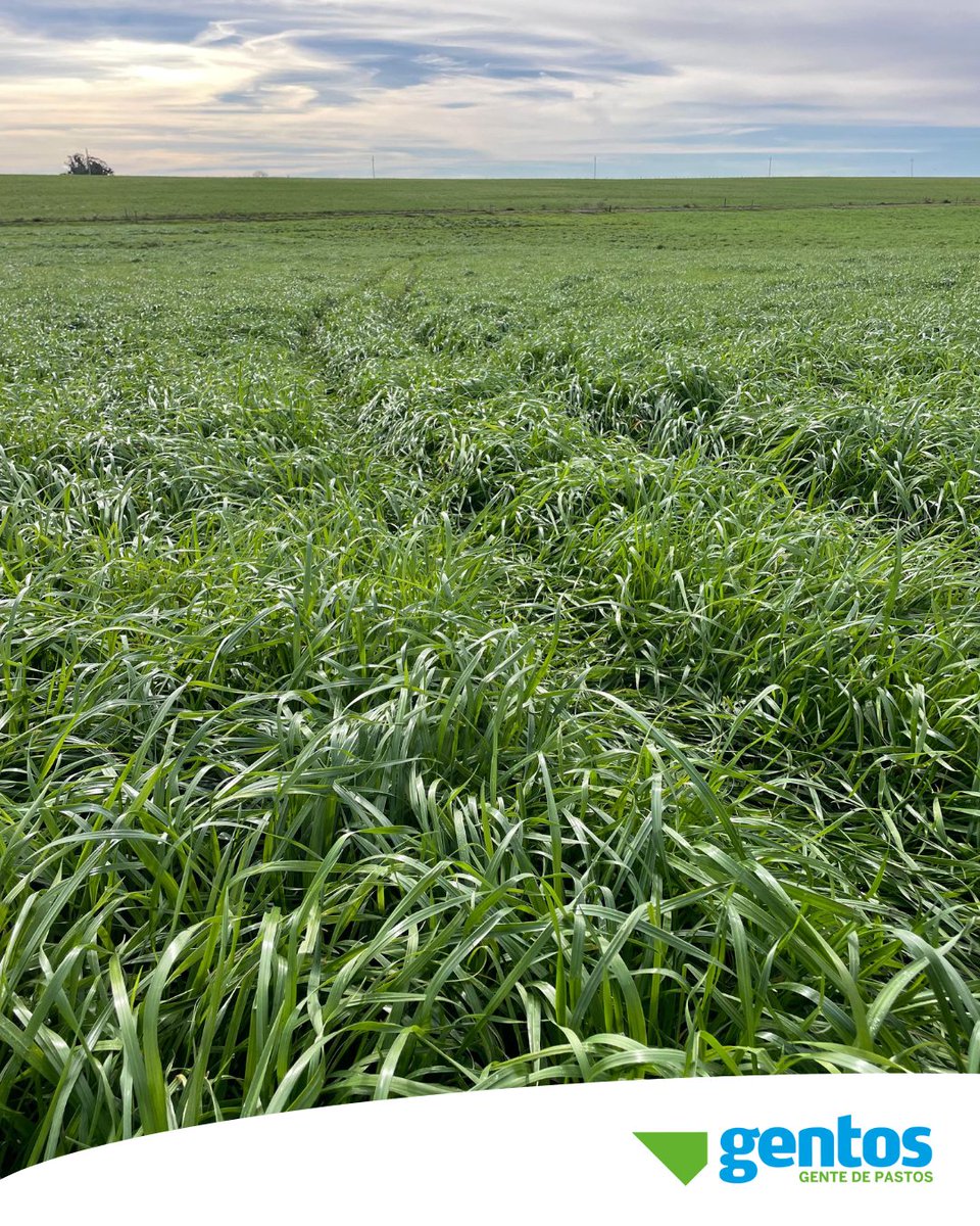 Gentos Uruguay (@gentosuy) on Twitter photo 