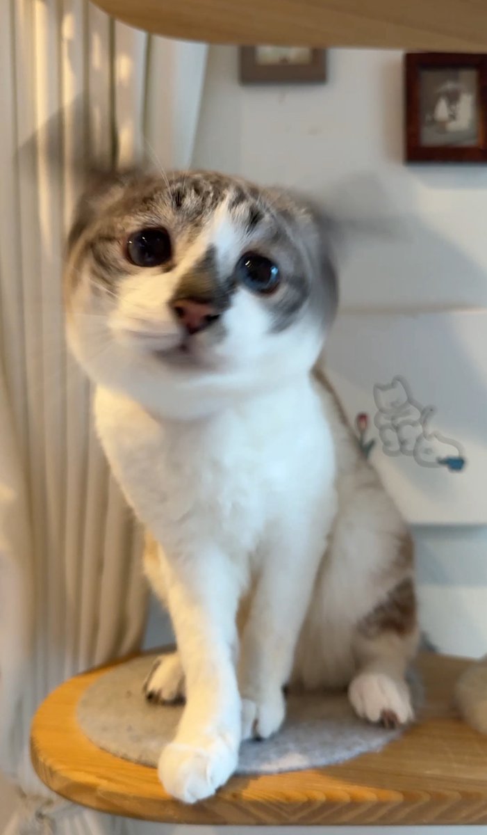 お耳で飛べそう！