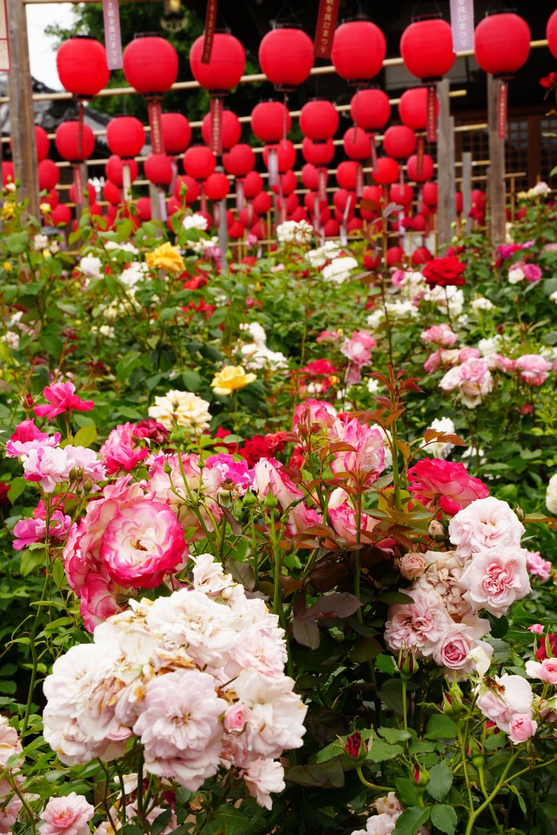 おはようございます
おふさ観音の薔薇と提灯
異風と思いそうな展示だが
提灯の数が半端なく
華やかになっています
#薔薇 #バラ