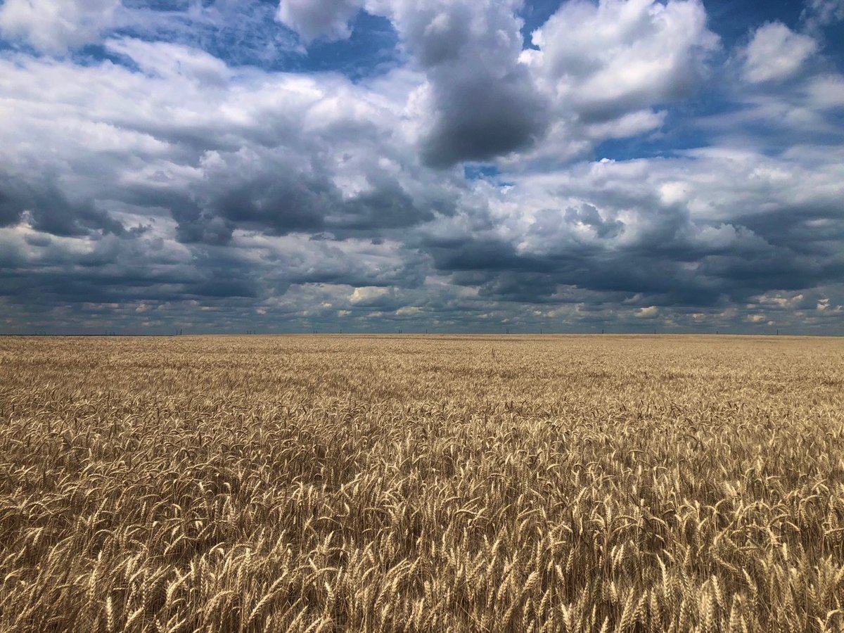 OSU_smallgrains's tweet image. Oklahoma #WheatHarvest25 is at a standstill due to heavy rains across the state.
There is no new harvest report at this time, as most locations have not seen any harvest activity since Monday.
To view Monday’s report, please refer to my previous post at osuwheat.com