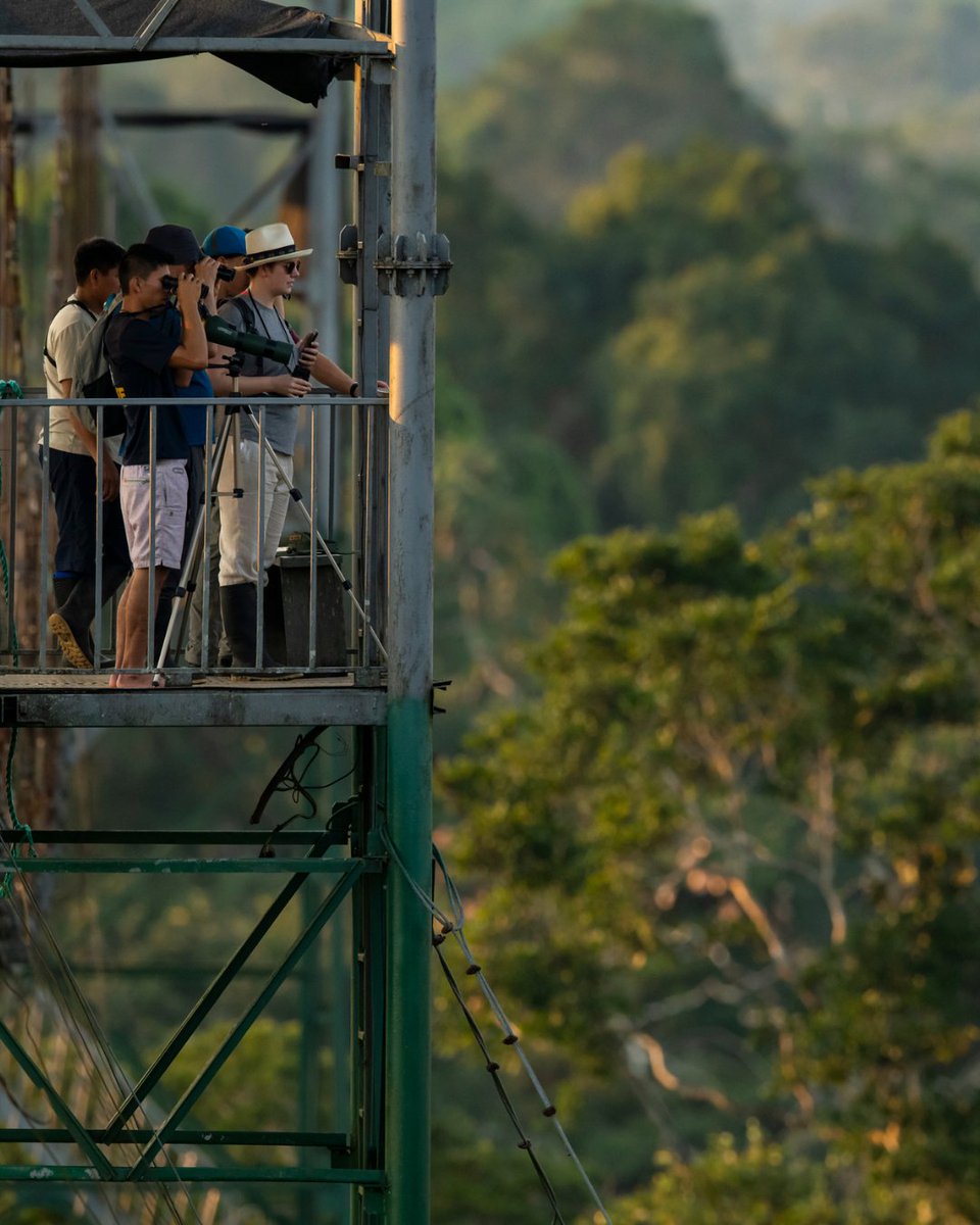 Ready to walk above the rainforest?

94-feet (36 meters) high. Endless wildlife. And a new perspective on the Amazon.

Binoculars ready. Camera on. Eyes wide open.

This summer, let the jungle take you higher.

📸: <a href="/DonViajesTuitea/">Don Viajes | Marck Gutt</a> 
#sachalodge #canopywalk #amazonrainforest