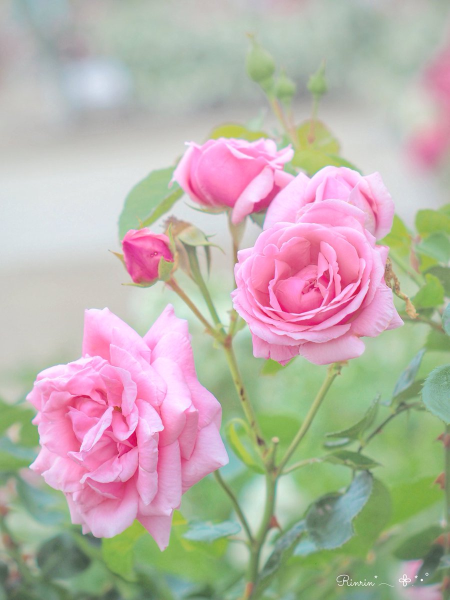 𓂃𓂂𓍯*.ﾟ

   🎀＊.ᵍᵒᵒᵈ ᵐᵒʳᐢⁱᐢᵍ☀︎*.🤍

#穏やかな一日になりますように